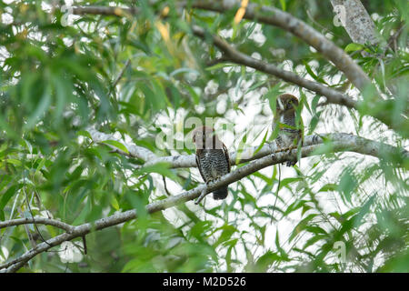 La forêt owlet (Athene blewitti) est un hibou qui est endémique aux forêts de l'Inde centrale. Cet oiseau est sur le point de disparaître. Banque D'Images