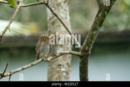 La forêt owlet (Athene blewitti) est un hibou qui est endémique aux forêts de l'Inde centrale. Cet oiseau est sur le point de disparaître. Banque D'Images