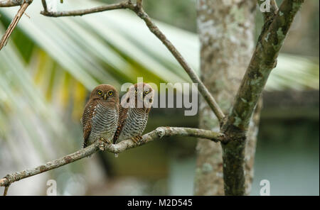 La forêt owlet (Athene blewitti) est un hibou qui est endémique aux forêts de l'Inde centrale. Cet oiseau est sur le point de disparaître. Banque D'Images