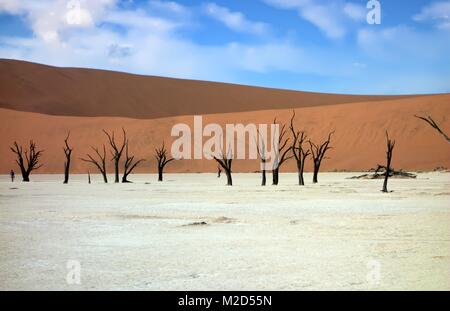 Squelette des arbres à Deadvlei, Namibie Banque D'Images