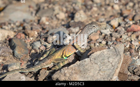 Une plus grande Earless Lizard (Cophosaurus texanus) à Big Bend National Park Banque D'Images