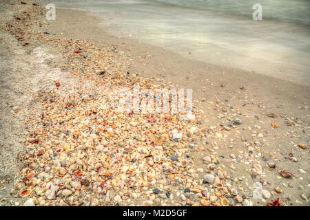 Les coquillages sur Tigertail Beach sur Marco Island, Floride Banque D'Images