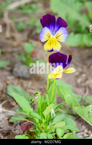 Fleur sur le lit de fleur dans le jardin Banque D'Images