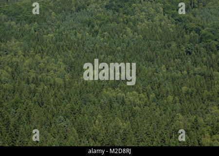 Forêt de conifères, illustrée de la Schrammsteine Rocks près de Bad Schandau dans la Suisse saxonne (Sächsische Schweiz) en Saxe, Allemagne. Banque D'Images