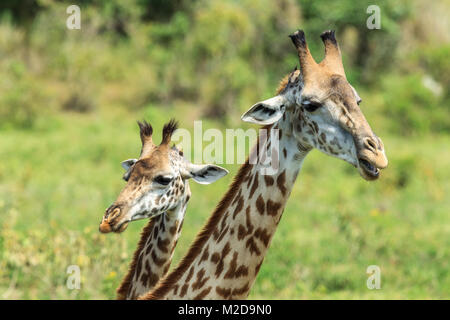 La girafe de Masai, également orthographié girafe Masaï, également appelé Kilimandjaro girafe, est la plus grande espèce de girafe originaire d'Afrique, aussi le tal Banque D'Images