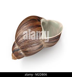 Marginata Shell sur blanc. 3D illustration Banque D'Images