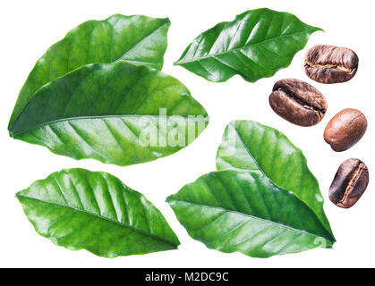 Ensemble de feuilles de café et les grains de café sur le fond blanc. Banque D'Images