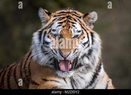 Image tigre siberien femelle grinning Banque D'Images