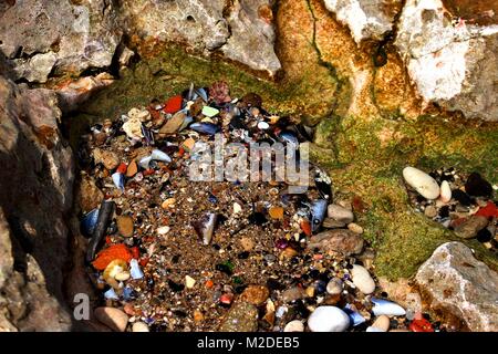 Étang de l'eau pleine de coquillages sur une plage Banque D'Images