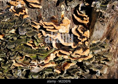 Un bouquet de champignons colorés sur un tronc d'arbre Banque D'Images