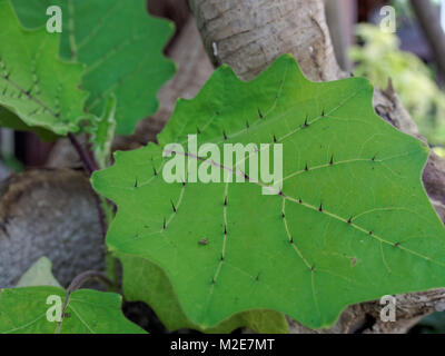 Thron Sharp ou sur feuilles de Solanum vient en close up avec une faible profondeur de champ Banque D'Images