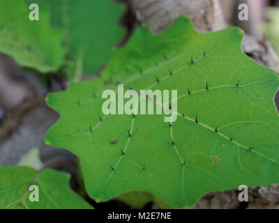 Thron Sharp ou sur feuilles de Solanum vient en close up avec une faible profondeur de champ Banque D'Images