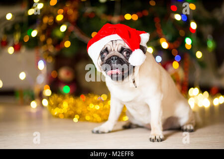Un chien pug assis sur le plancher d'un bonnet rouge à proximité d'un arbre de Noël avec des guirlandes Banque D'Images