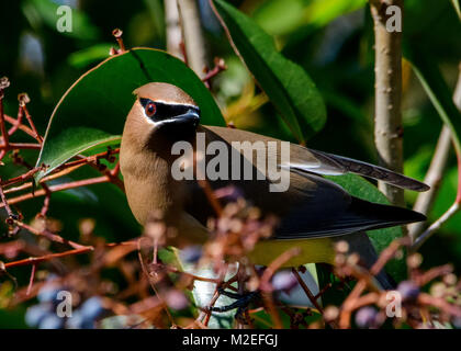 Jaseur boréal Bombycilla cedrorum -- perché dans un arbre à l'avant, close-up. Banque D'Images