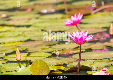 Nénuphar rose ou Rose lotus, Kumud en Sanskrit. Originaire de l'Inde et l'Asie du Sud Est. Feuilles flottantes dentées, ovales-elliptiques de la circulaire Banque D'Images