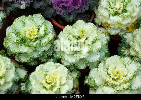 Les fleurs qui ressemblent à des choux d'ornement sont connus sous le nom de chou, Brassica oleracea. Banque D'Images