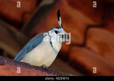 Cassican à gorge blanche Jay regarder sur l'appareil photo tout en siégeant dans un pavillon dans le parc national Arenal dans le nord du Costa Rica. Banque D'Images