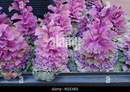 Brassica oleracea acephala ou connu sous le nom de chou ornemental Kale - rose Banque D'Images