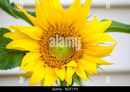 Close up of beau jaune tournesol. Banque D'Images