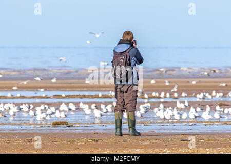 Southport, Merseyside. 7 février 2018. Météo au Royaume-Uni : ensoleillé à l'observation des oiseaux, ou observation des oiseaux, ornithologues, jumelles d'observation de la faune, lunettes, optique, trépieds à Southport, Merseyside. 7 février 2018. Météo Royaume-Uni. Une magnifique journée ensoleillée au nord-ouest de l'Angleterre en tant qu'observateur d'oiseaux capture quelques photos de gros plan de goélands communs, d'oiseaux de rivage et de sauvagine sur les sables dorés de la plage de Southport à Merseyside. Banque D'Images