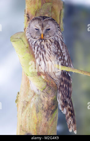 Chouette de l'Oural (Strix uralensis) dans le boîtier d'origine animale en Neuschönau dans le Parc National de la Forêt bavaroise en Bavière, Allemagne. Banque D'Images