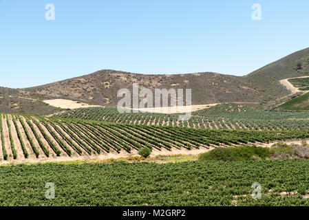 Sommaire des vignes dans la région de l'Orothamnus zeyheri près de Riebeek Kasteel, Western Cape, Afrique du Sud Banque D'Images