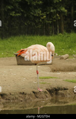 Flamingo belle rose Banque D'Images