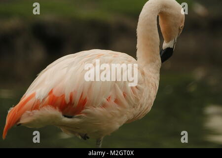 Flamingo belle rose Banque D'Images