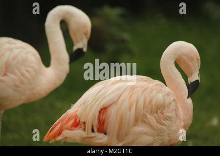 Flamingo belle rose Banque D'Images