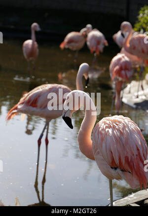 Flamingo belle rose Banque D'Images