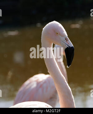 Flamingo belle rose Banque D'Images