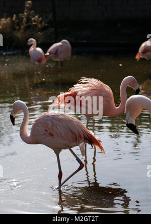 Flamingo belle rose Banque D'Images