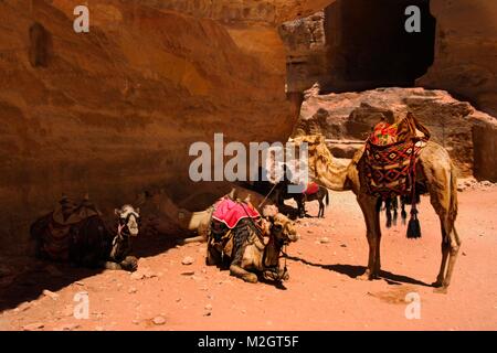 Un groupe de chameaux en attente en face de propriétaire du tombeau de Petra, Jordanie Banque D'Images