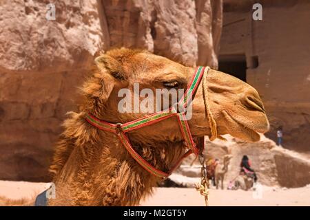 Vue latérale d'un chameau en face de la ville rose de Petra, Jordanie Banque D'Images