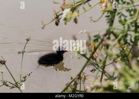 Un poussin la Gallinule poule-d'eau (Gallinula chloropus) Nager dans le canal Kennet & Avon Banque D'Images