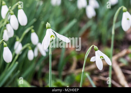 Perce-neige (Galanthus elwesii plus) en fleurs en Février Banque D'Images