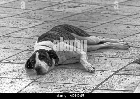 Chien couché sur une rue. Photo en noir et blanc Banque D'Images