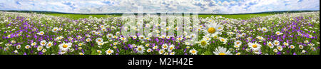 Panorama du Paysage de printemps avec la floraison des fleurs sur pré. camomille blanc et violet fleurs jacinthes sur terrain. Vue panoramique vue d'été de w Banque D'Images