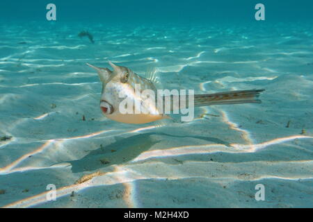 L'étrange poisson tropical, un cowfish Lactoria cornuta, longhorn, sous l'eau dans le lagon de Bora Bora, l'océan Pacifique, Polynésie Française Banque D'Images