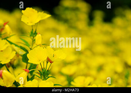 Fleurs jaunes dans le jardin d'été : Grassleaf onagre (Oenothera fruticosa). Primrose étroit avec selective focus Banque D'Images