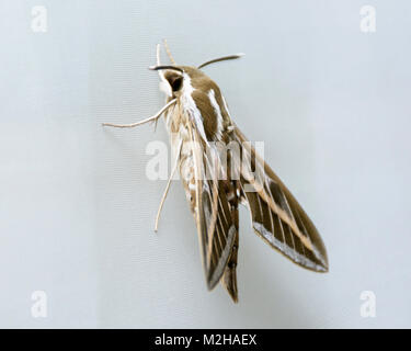 Vue latérale d'un grand faucon Hyles aux motifs magnifiques livornica à l'intérieur suspendu sur un blanc curtainn Banque D'Images