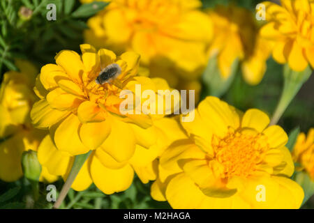 petite peluche argentée se nourrissant de français nain jaune marigolds avec des fleurs hors foyer en arrière-plan Banque D'Images