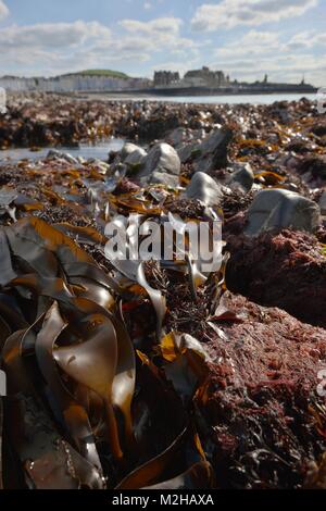 Le varech algues sur l'estran d'Aberystwyth, Pays de Galles, Royaume-Uni. Banque D'Images