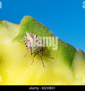 Insecte de bouclier avec un motif de couleur vert, noir et rose frappant sur le dos d'une tête de graine de tournesol avec un fond bleu ciel Banque D'Images