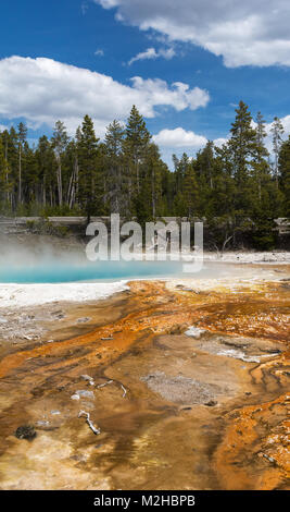 La vapeur s'élève à une super piscine chauffée d'eau entre un champ des algues et une forêt. Banque D'Images