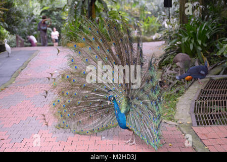 Kuala Lumpur, Malaisie - 2 novembre, 2014 : paons bleus sur la voie du Parc des oiseaux à Kuala Lumpur Banque D'Images