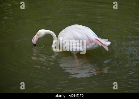 Flamant rose dans l'eau potable et Banque D'Images