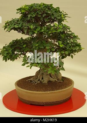Bonsai arbre miniature sur fond blanc Banque D'Images