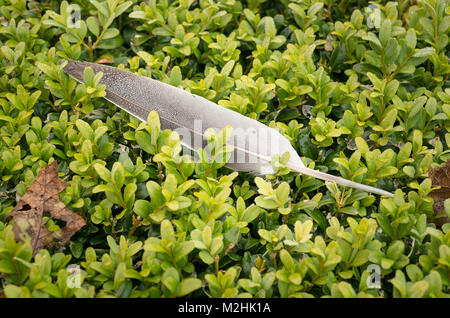 Une plume de pigeon logée au sommet d'un fort en couverture UK Banque D'Images