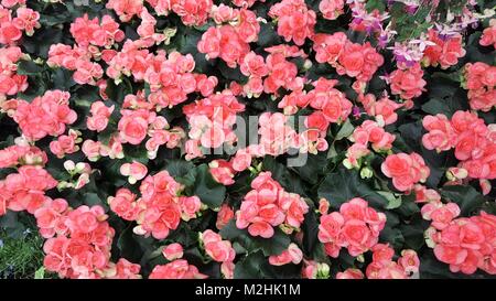 Close up of flowers at flower show Banque D'Images